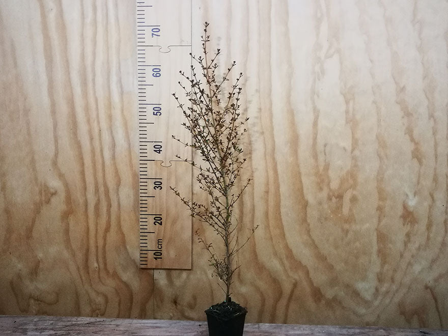 25x Coprosma Roys Red - $4.99 each