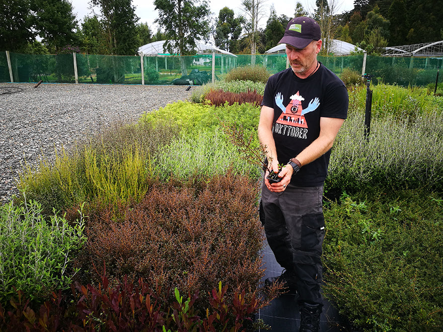 5x Coprosma Roys Red - $5.99 each