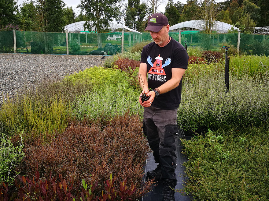 Coprosma Roys Red