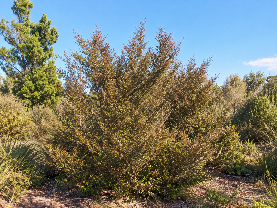 38x New Build Combo - Architectural Form - $9.45 each