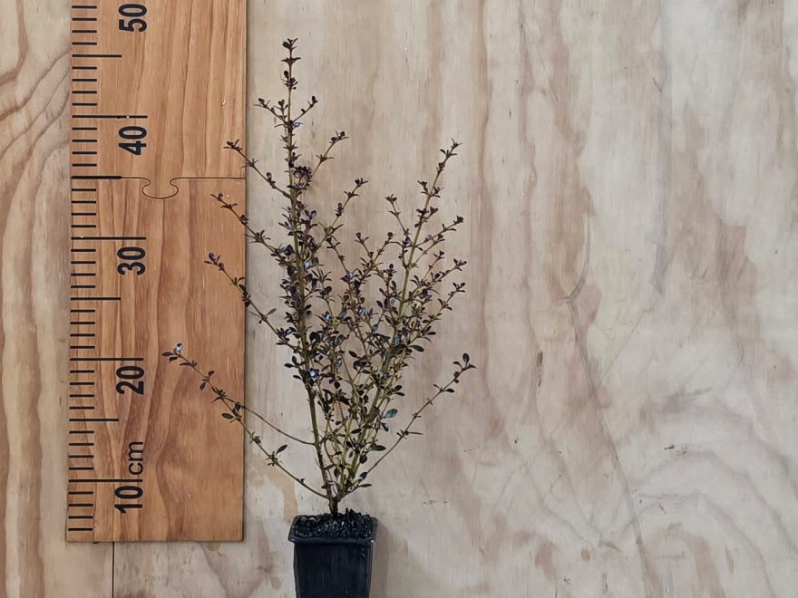 5x Coprosma Roys Red - $5.99 each