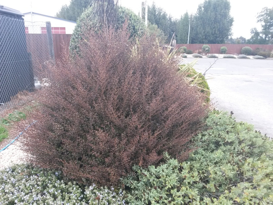 Coprosma Roys Red