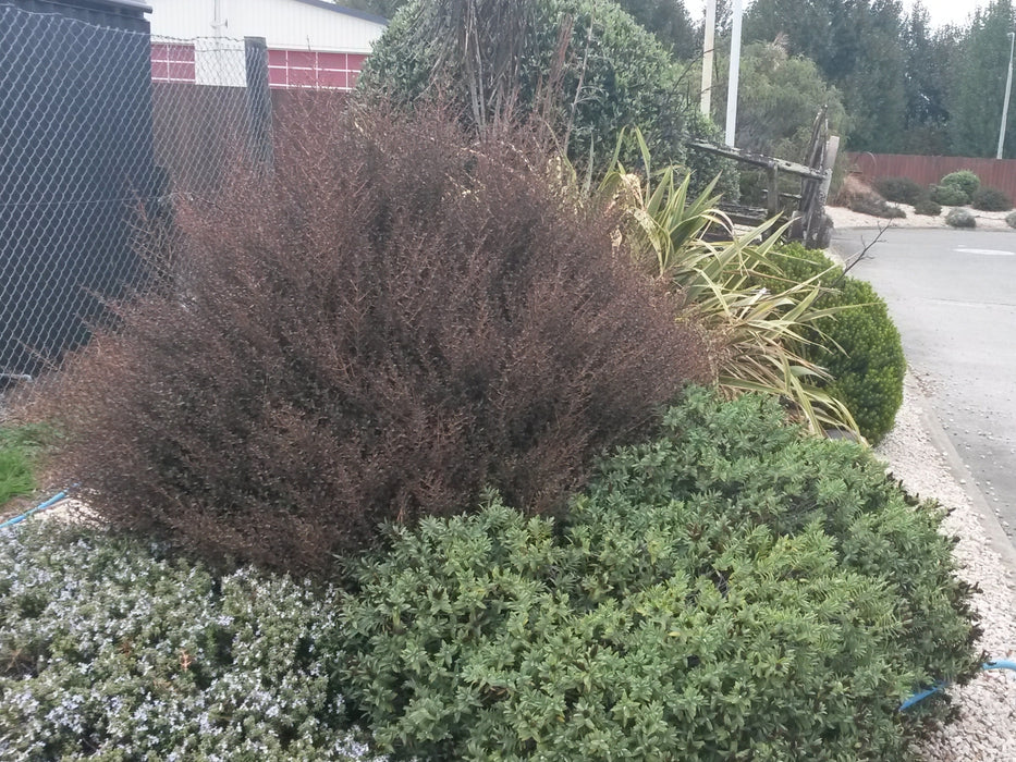 25x Coprosma Roys Red - $4.99 each