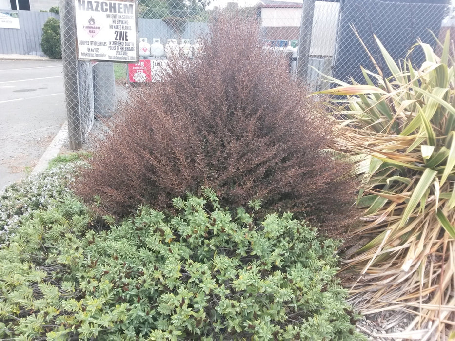 Coprosma Roys Red