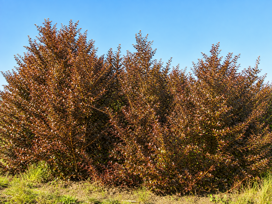 Coprosma Roys Red