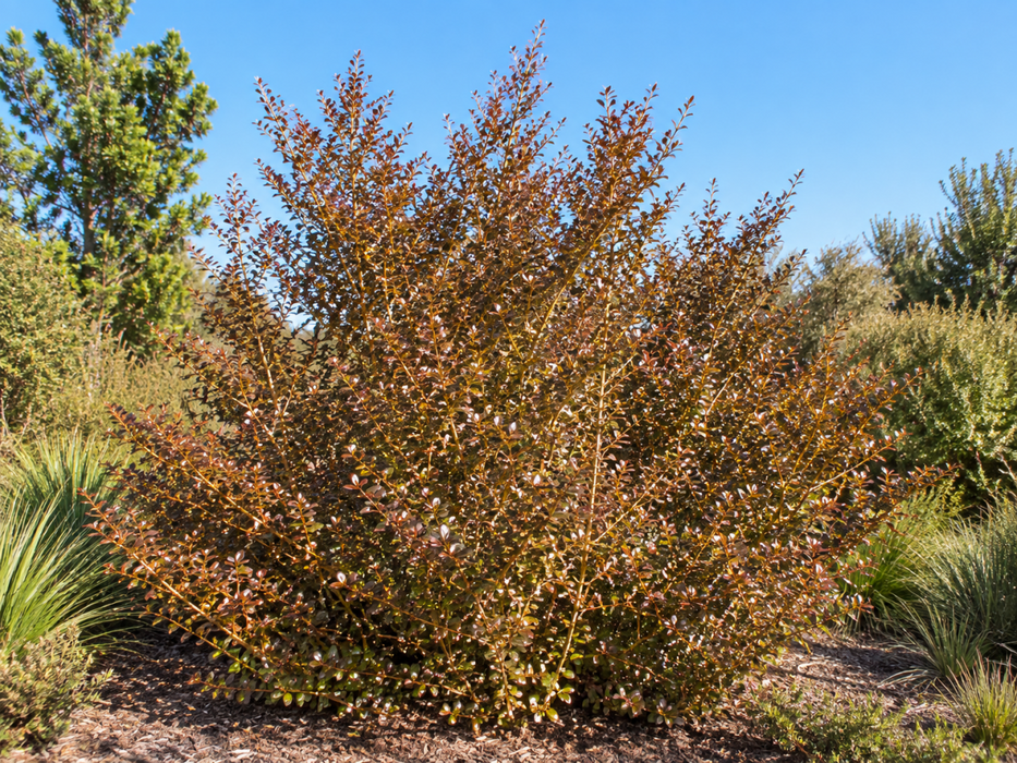 5x Coprosma Roys Red - $5.99 each