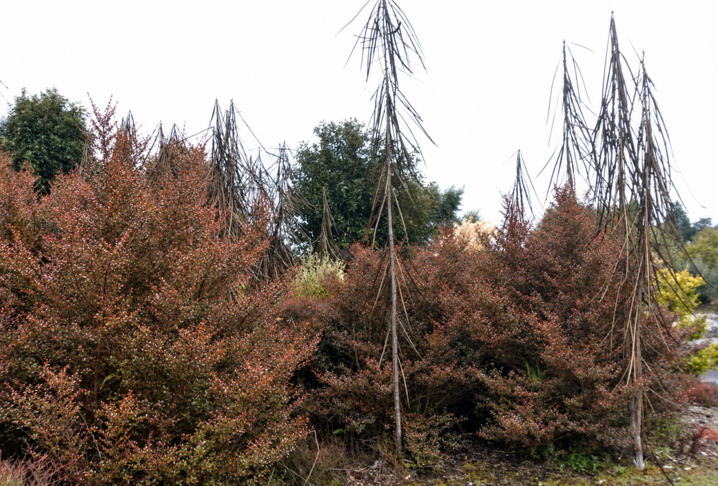 Coprosma Roys Red