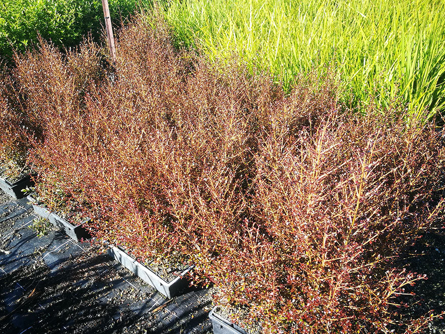 Coprosma Roys Red