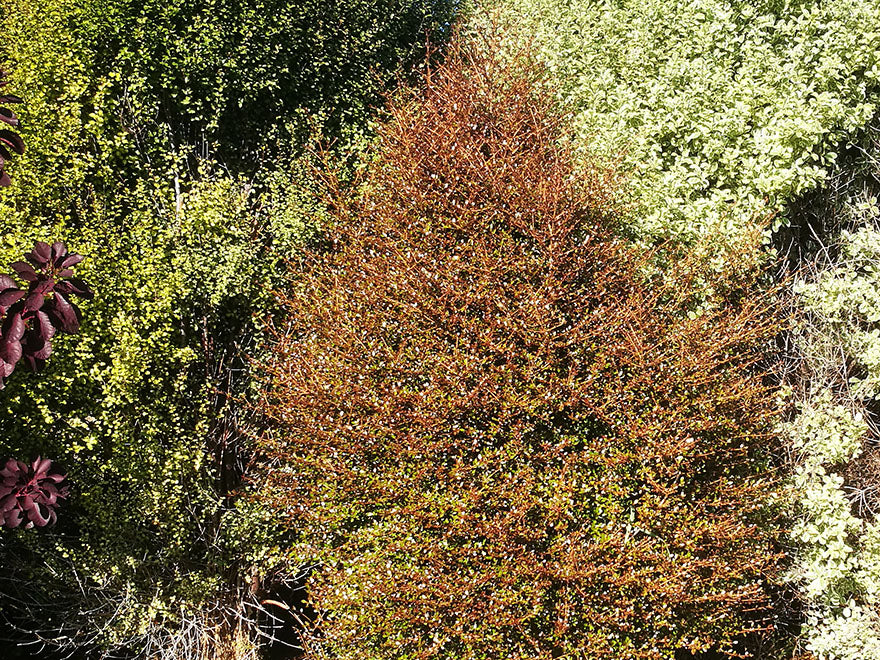Coprosma Roys Red