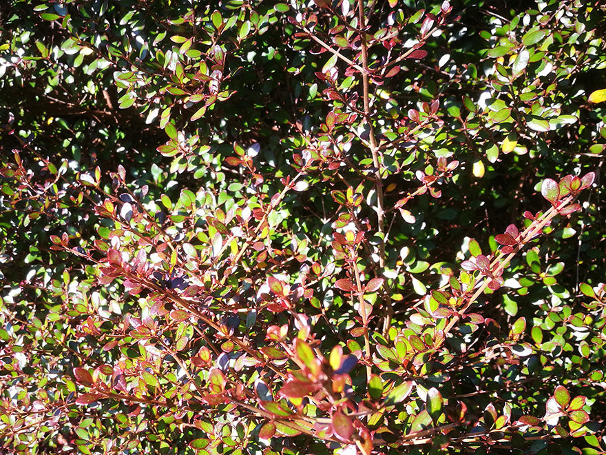 100x Coprosma Roys Red - $3.99 each