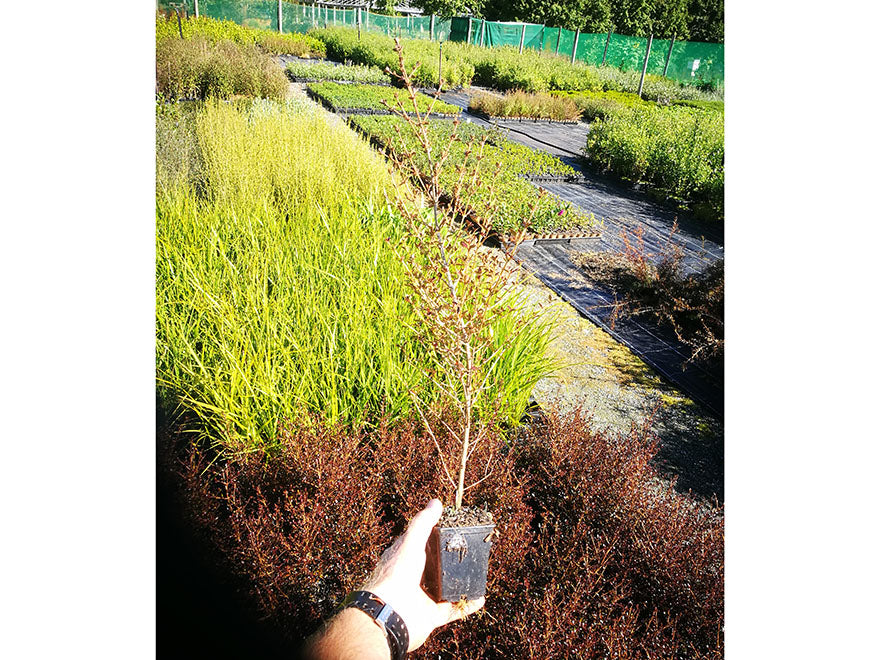 25x Low Growing Native Combo - $4.99 each
