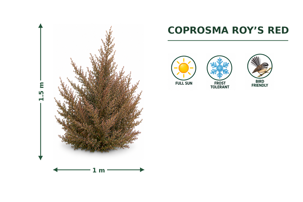Coprosma Roys Red