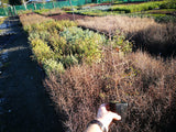 5x Red Stemmed Coprosma - $5.99 each