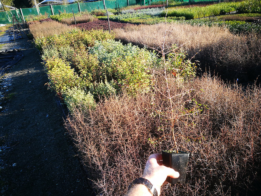 Coprosma Rubra x 1