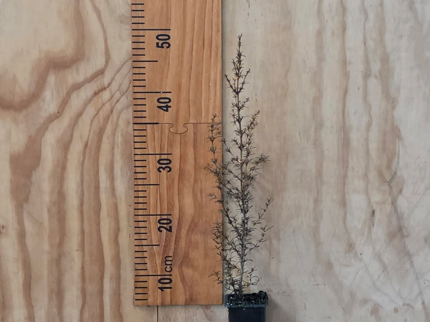1x Coprosma Rugosa