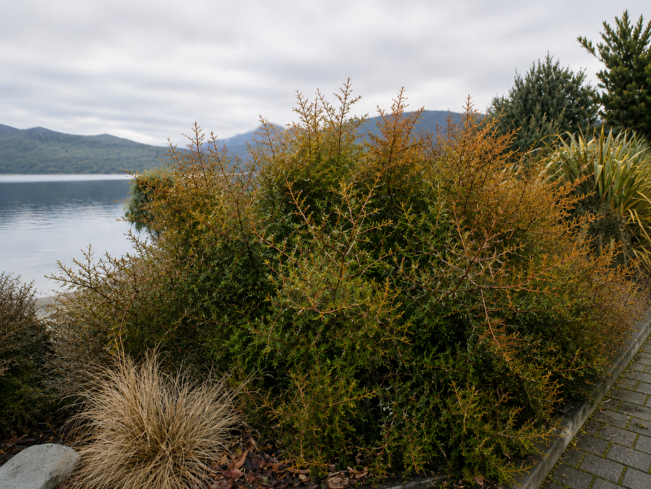 5x Needle Leaved Coprosma - $2.99 each
