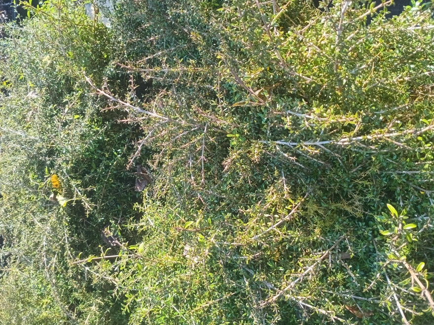 Coprosma Taiko
