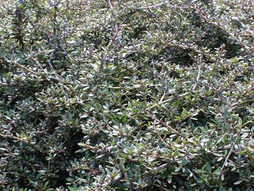 5x Coprosma Taiko - $5.99 each