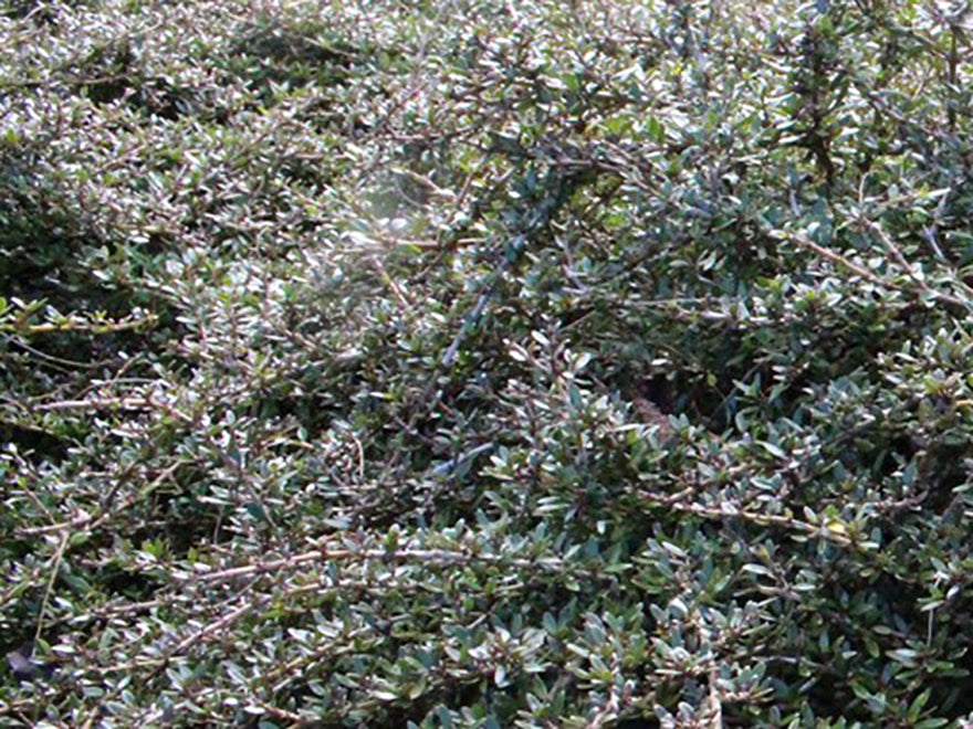 5x Coprosma Taiko - $5.99 each