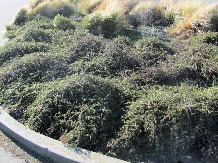 Coprosma Taiko