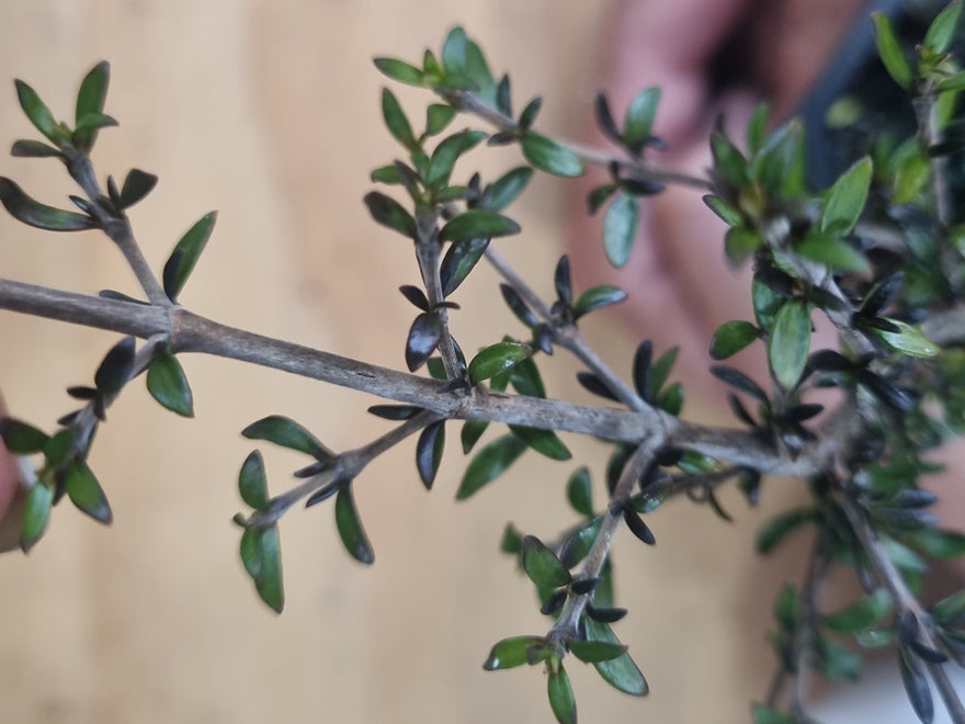 Coprosma Taiko