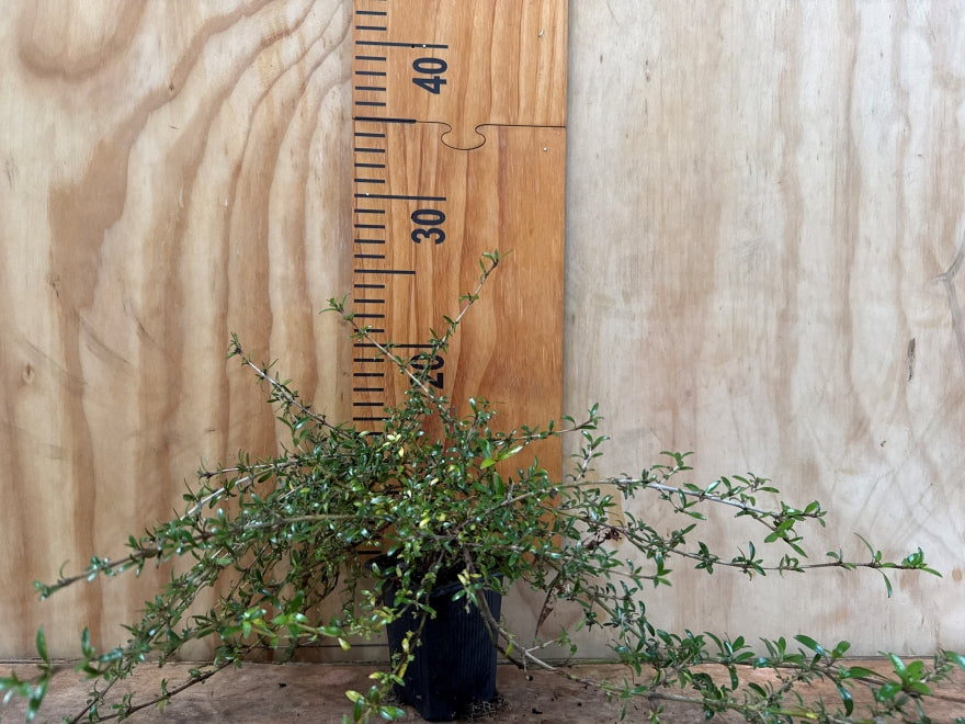 5x Coprosma Taiko - $5.99 each