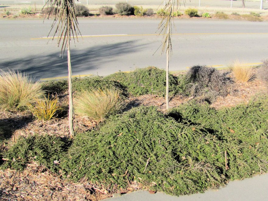 Coprosma Hawera