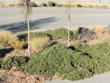 25x Coprosma Hawera - $4.99 each