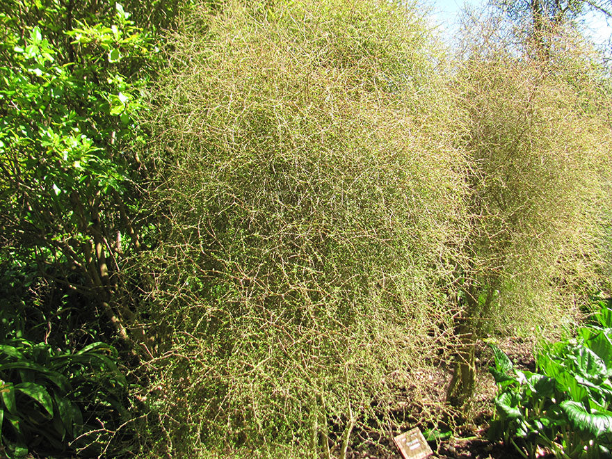 5x Yellow Stemmed Coprosma - $10.99 each