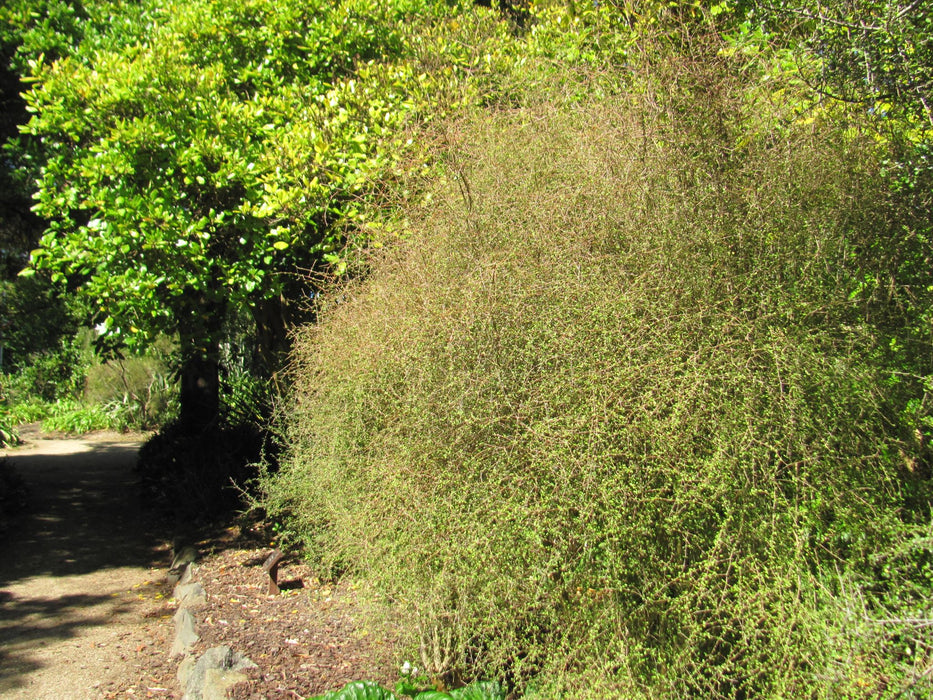 5x Yellow Stemmed Coprosma - $10.99 each