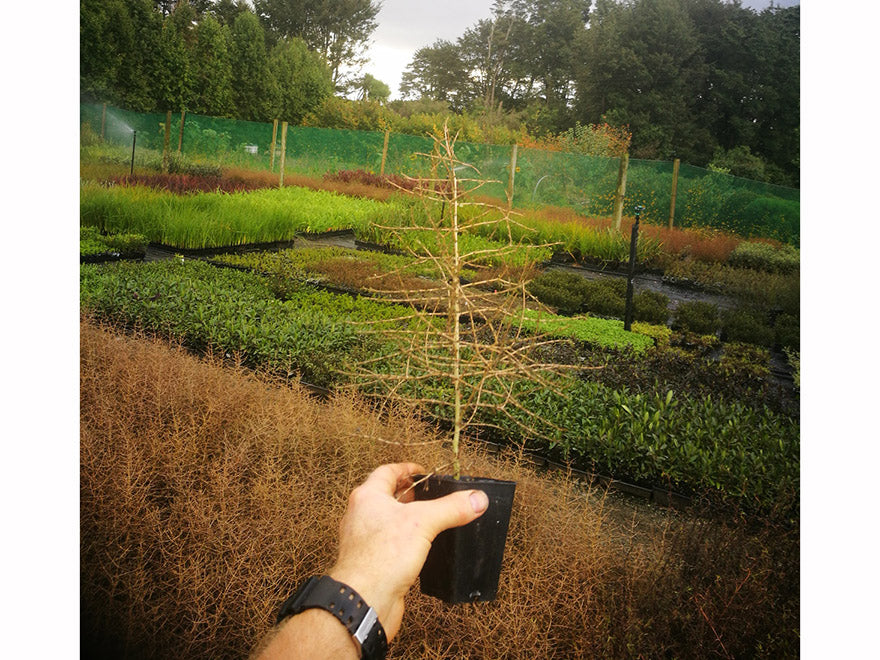 Coprosma Virescens