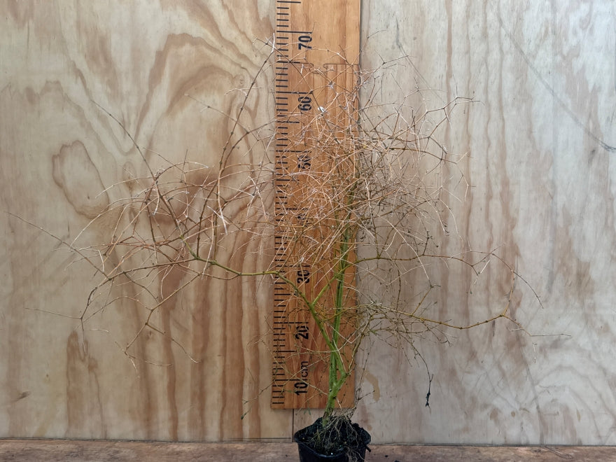 5x Yellow Stemmed Coprosma - $10.99 each