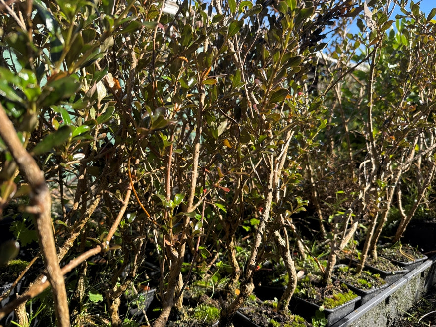 5x Coprosma Yvonne - $1.99 each