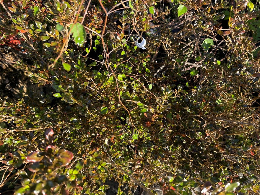 5x Coprosma Yvonne - $1.99 each