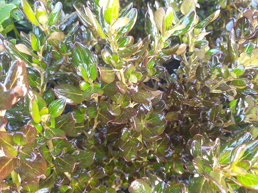 Coprosma Yvonne