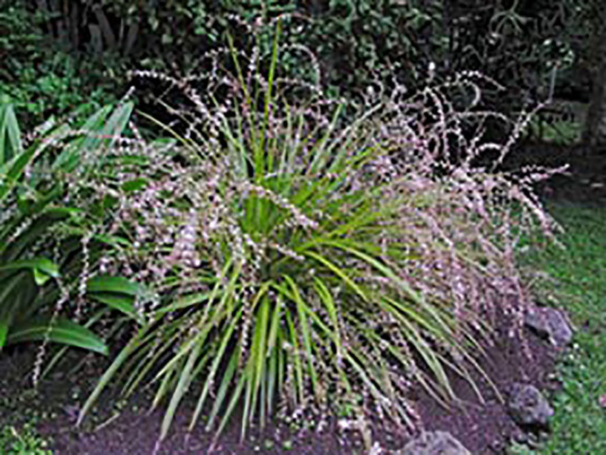 Cordyline Pumilo