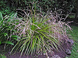 Cordyline Pumilio