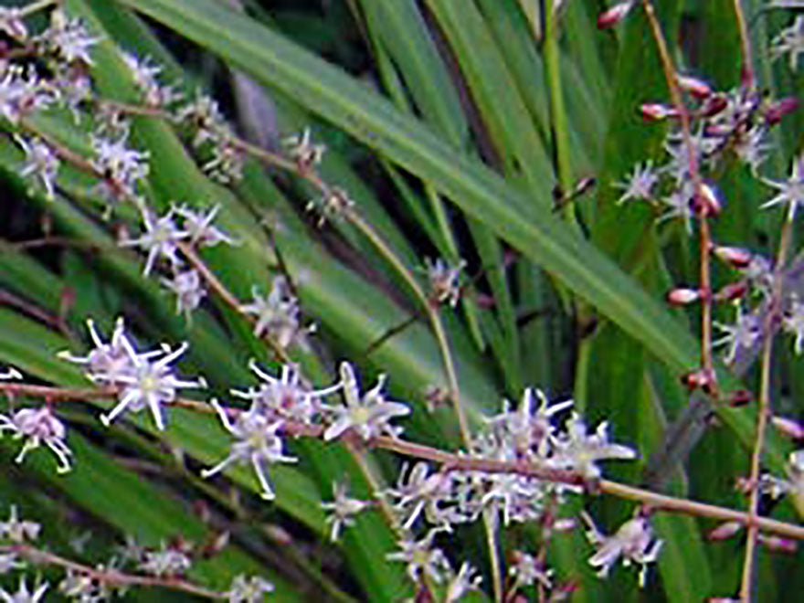 Cordyline Pumilo