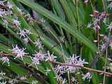 Cordyline Pumilio