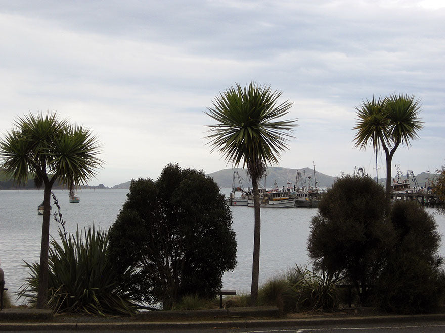 Cabbage Tree - XL Size