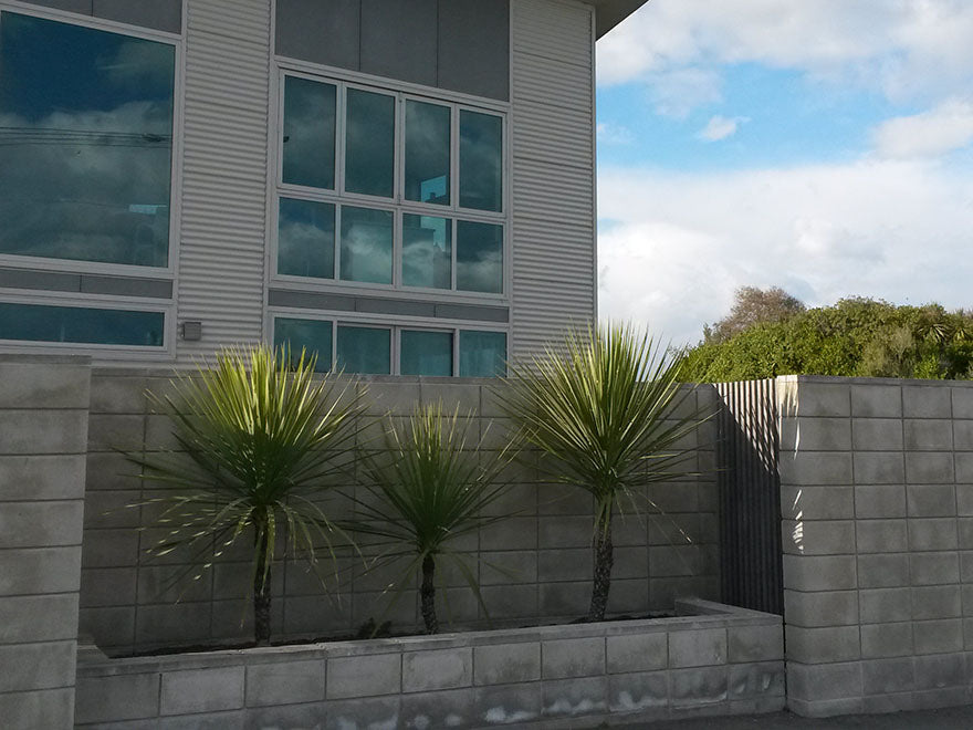 25x Cabbage Tree - $3.99 each