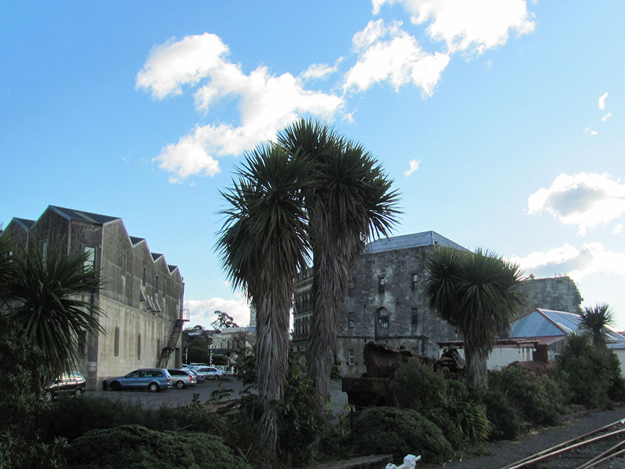 Cordyline Australis