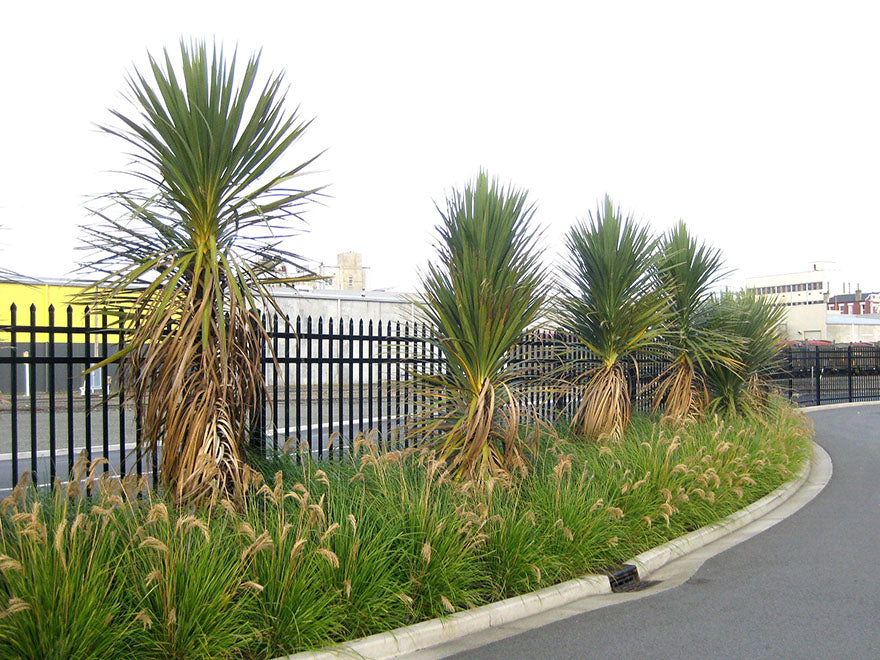 25x Cabbage Tree - $3.99 each