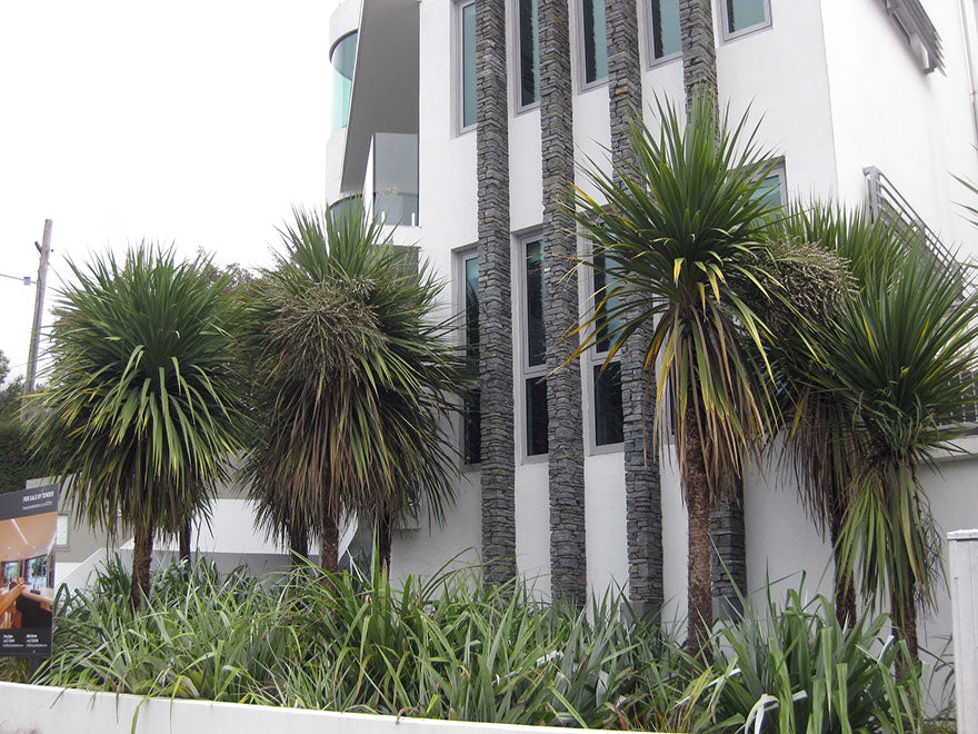 25x Cabbage Tree - $3.99 each