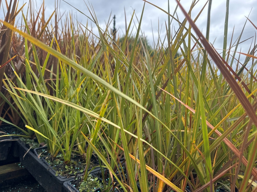 10x Cabbage Tree - $1.99 each