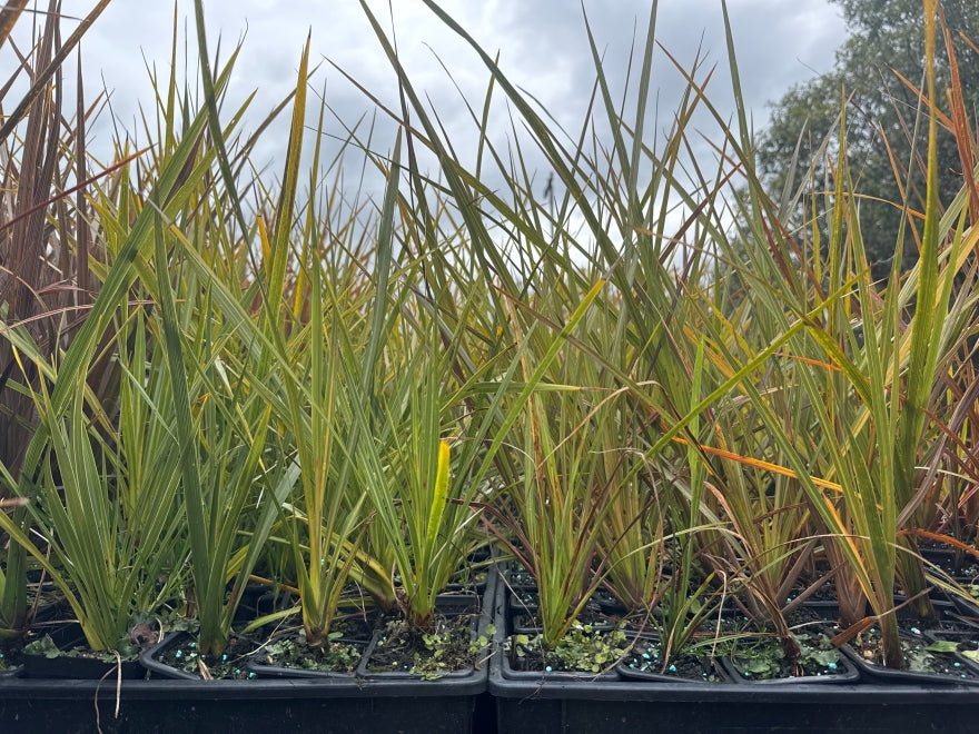 10x Cabbage Tree - $1.99 each