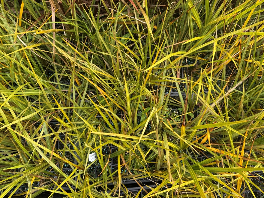 10x Cabbage Tree - $1.99 each