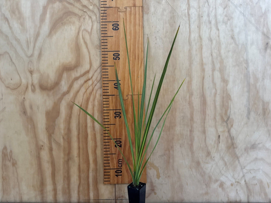 Cordyline Australis