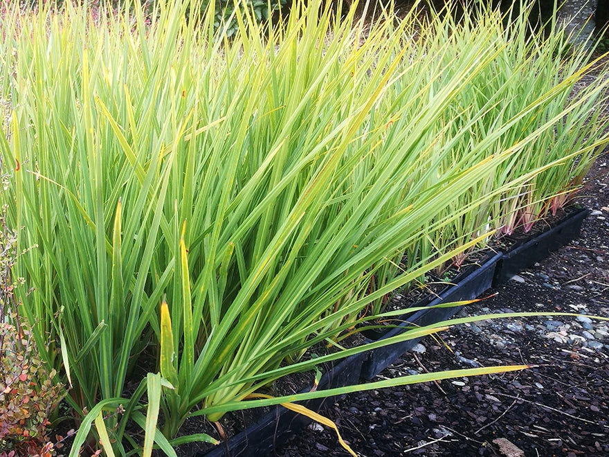 5x Cabbage Tree - $5.99 each