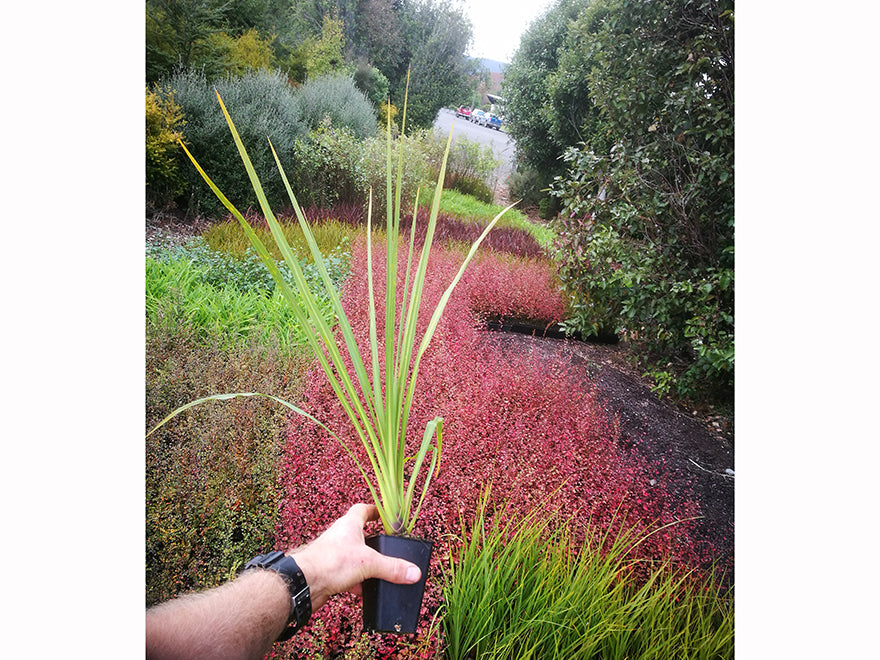 100x Cabbage Trees - $2.99 each